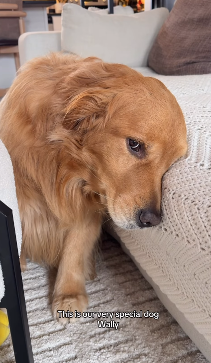 Wally resting his head against the couch with a thoughtful expression