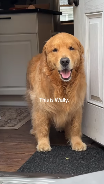 Wally standing happily in the doorway with a big smile