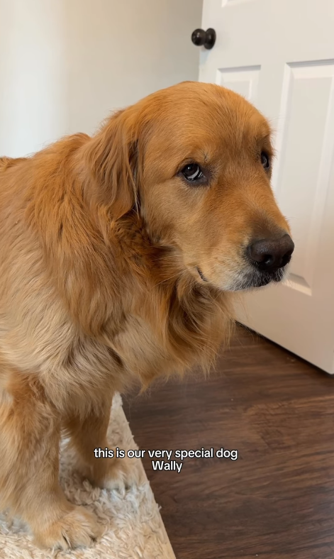 Wally pausing near the doorway and giving a sideways glance