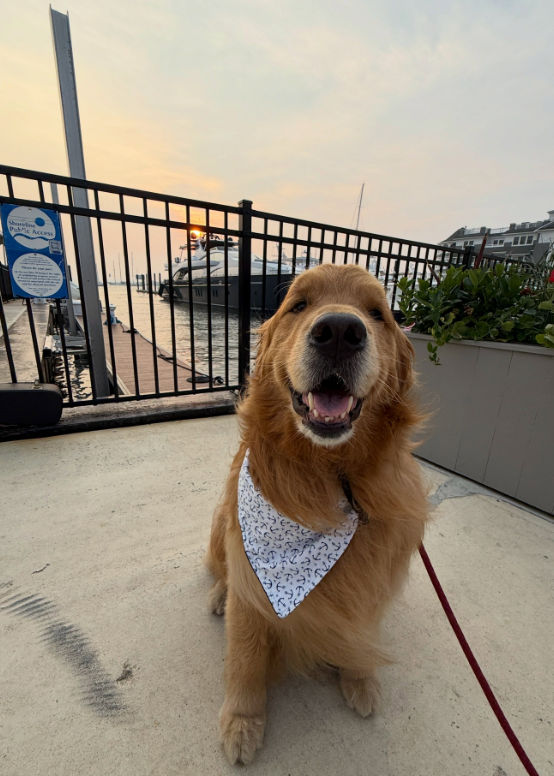 Wally at the waterfront wearing his patterned bandana at sunset