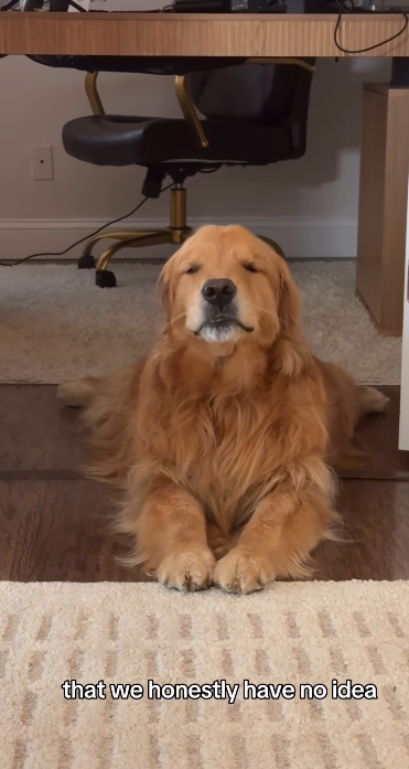 Wally lying under the desk with his paws neatly crossed