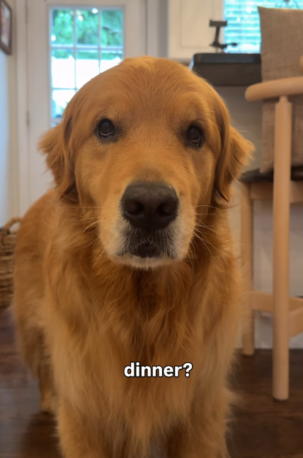Close portrait of Wally with a gentle, expressive face